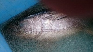 rps20160223_141437_884.jpg